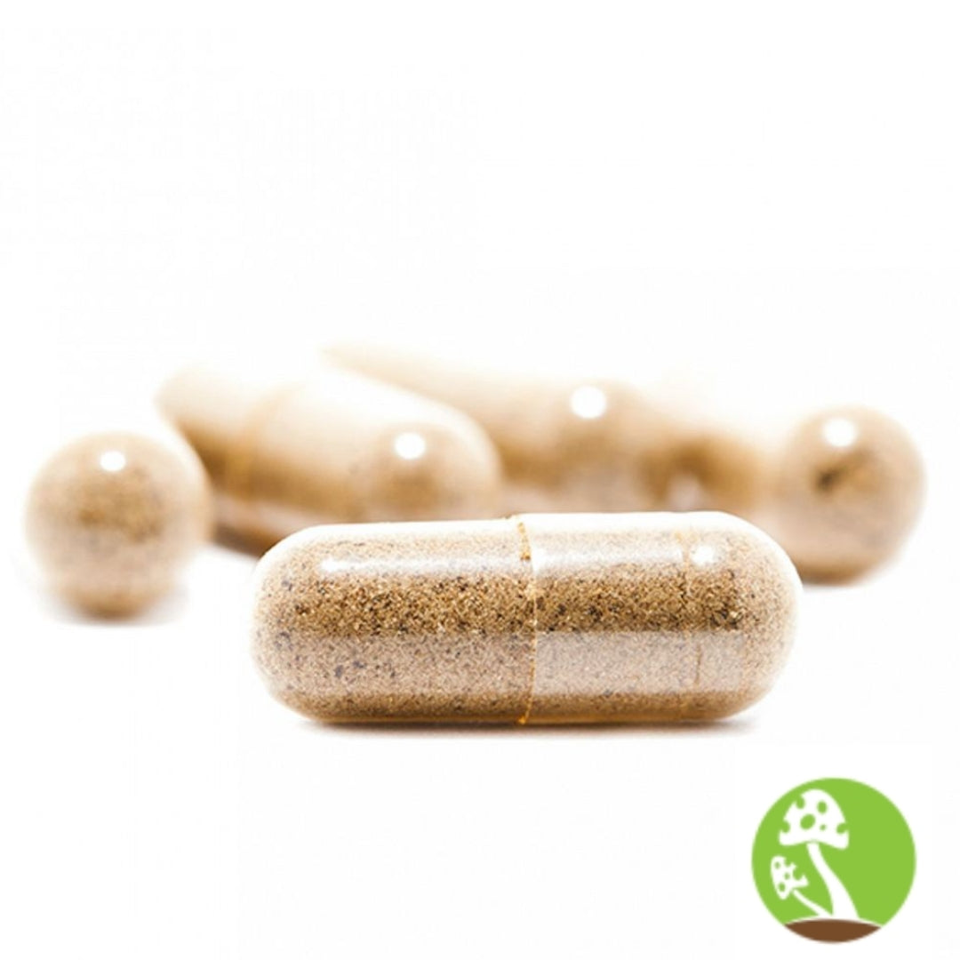 Turkey Tail Mushroom Capsule