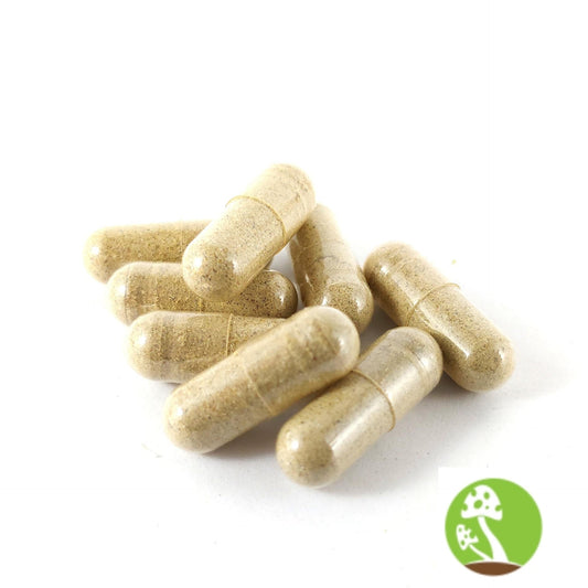 REISHI Mushroom Capsule
